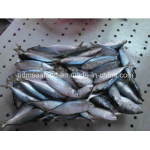 New Supply Fish Indian Mackerel